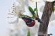 Όνομα αρχείου=DSC_4079_clr_cntr_burn_Copyright_700_10_96dpi.jpg
Μέγεθος αρχείου=217KB
Διαστάσεις=700x465
Ημερομηνία προσθήκης=Mαρ 22, 2017 DSC_4079_clr_cntr_burn_Copyright_700_10_96dpi.jpg