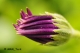 Όνομα αρχείου=DSC_6490_clrblnc_blue_cntr_unsharpmask25_Copyright_700_10_96dpi.jpg
Μέγεθος αρχείου=116KB
Διαστάσεις=700x465
Ημερομηνία προσθήκης=Ιαν 10, 2013 DSC_6490_clrblnc_blue_cntr_unsharpmask25_Copyright_700_10_96dpi.jpg