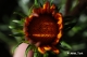 Όνομα αρχείου=DSC_7611_br_cntr_uns25_Copyright_700_10_96dpi.jpg
Μέγεθος αρχείου=111KB
Διαστάσεις=700x465
Ημερομηνία προσθήκης=Mαι 09, 2014 DSC_7611_br_cntr_uns25_Copyright_700_10_96dpi.jpg