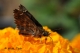 DSC_9486_crp_cntr_Copyright_700_10.jpg