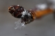 MRM_2067_crp_lev_burn_Copyright_700.jpg
